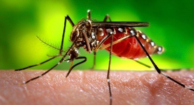 LIRAa aponta crescimento de 100% da dengue