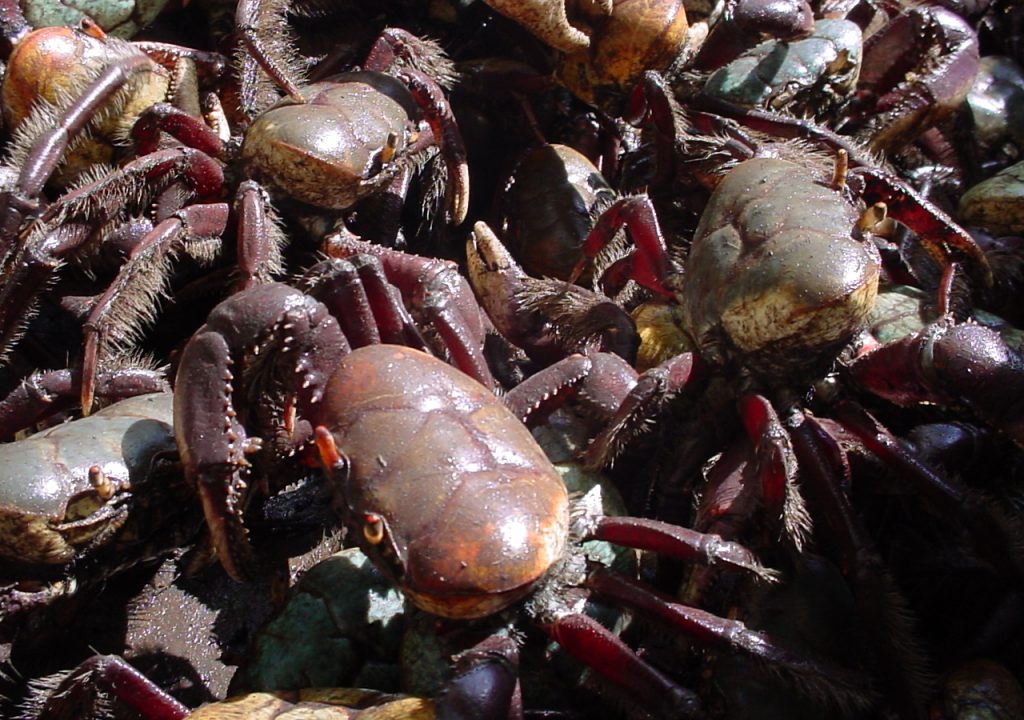 Semana começa com andada de caranguejo Uçá