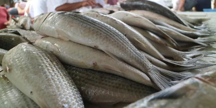 Feira dos peixes inicia hoje na região dos Mercados de Aracaju