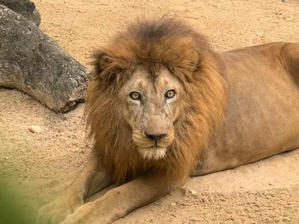 Léo o leão,  morreu aos 19 anos no Zoológico de Aracaju